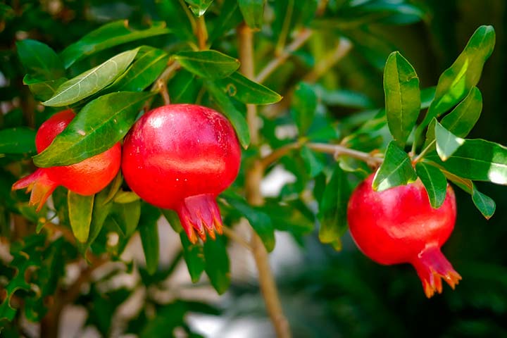 el-granado-un-arbol-con-historia