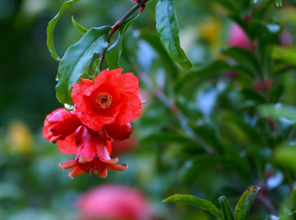 flor del granado