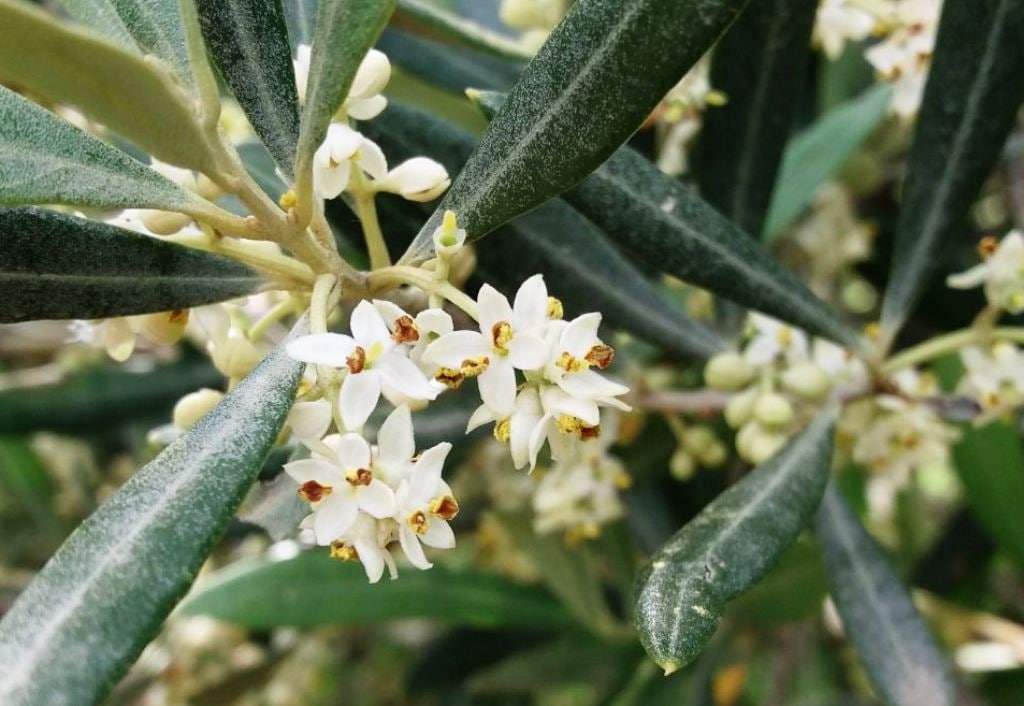 hidroxitirosol-un-tesoro-escondido-en-el-aceite-de-oliva